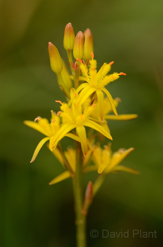 David Plant Photography - Wildlife Photography - Bog asphodel - A.jpg - Bog asphodel flowers - Rhondda Cynon Taff